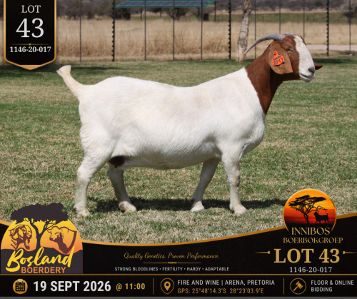 1 X BOER GOAT DOE Bosland Boerdery