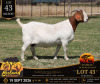 WITHDRAWN - 1 X BOER GOAT DOE Bosland Boerdery