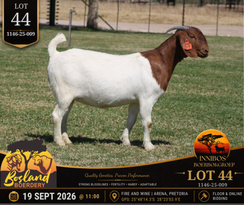 1 X BOER GOAT DOE Bosland Boerdery
