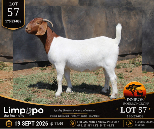 1 X BOER GOAT DOE LIMPOPO