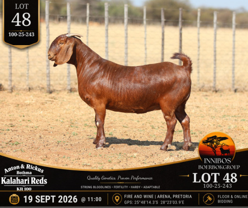 1 X KALAHARI RED DOE Anton & Rickus Bothma