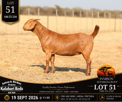 1 X KALAHARI RED DOE Anton & Rickus Bothma
