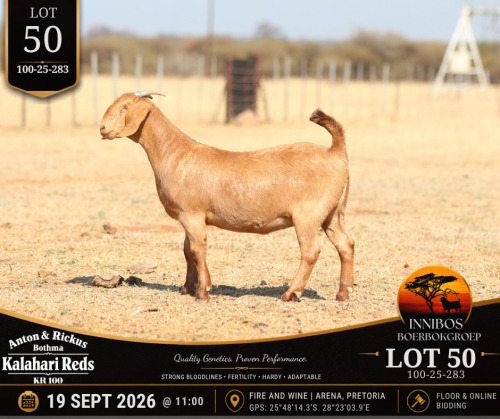 1 X KALAHARI RED DOE Anton & Rickus Bothma