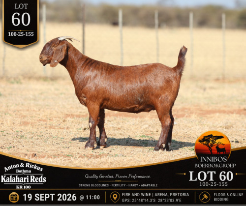 1 X KALAHARI RED DOE Anton & Rickus Bothma