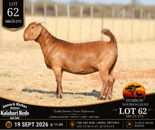 1 X KALAHARI RED DOE Anton & Rickus Bothma