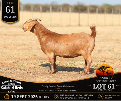 1 X KALAHARI RED DOE Anton & Rickus Bothma