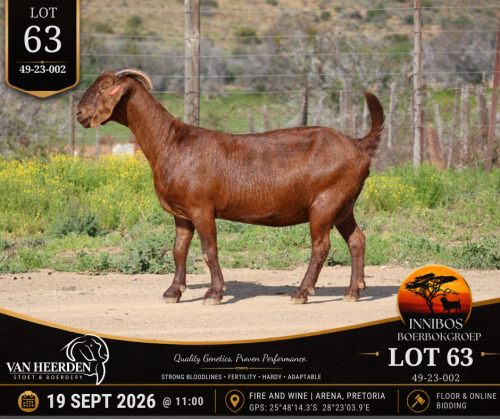 1 X BOER GOAT DOE VAN HEERDEN