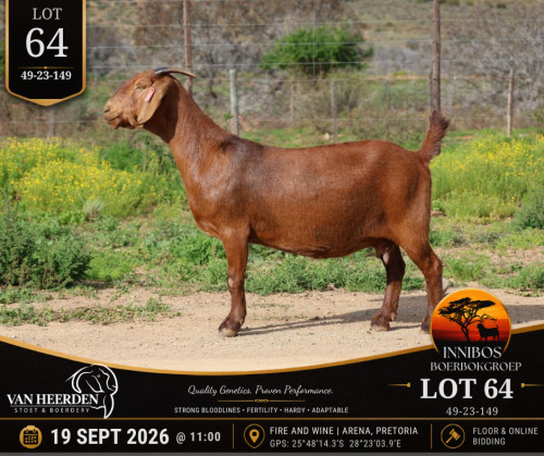 1 X BOER GOAT DOE VAN HEERDEN