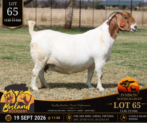 1 X BOER GOAT DOE Bosland Boerdery