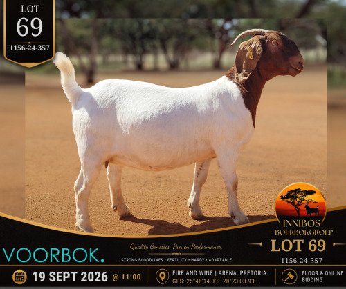 1 X BOER GOAT DOE Voorbok