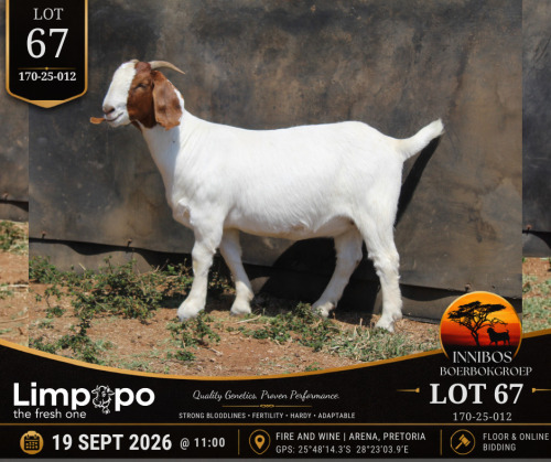 1 X BOER GOAT DOE LIMPOPO