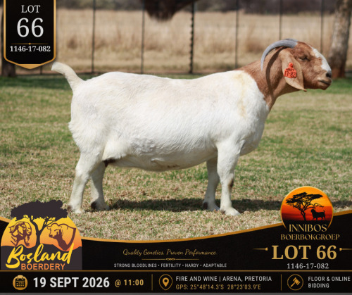 1 X BOER GOAT DOE Bosland Boerdery