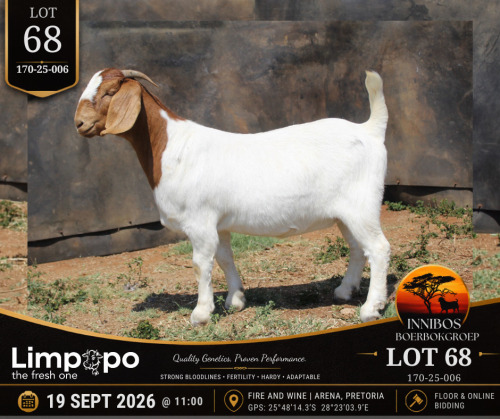1 X BOER GOAT DOE LIMPOPO