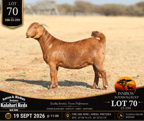 1 X KALAHARI RED DOE Anton & Rickus Bothma