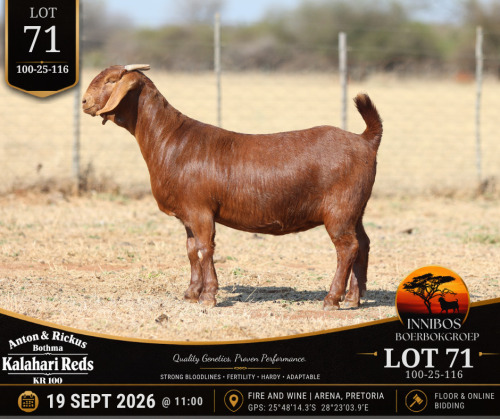 1 X KALAHARI RED DOE Anton & Rickus Bothma