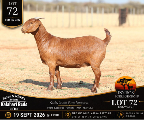1 X KALAHARI RED DOE Anton & Rickus Bothma