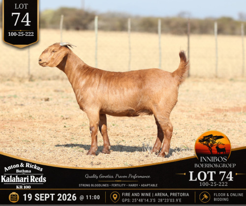 1 X KALAHARI RED DOE Anton & Rickus Bothma