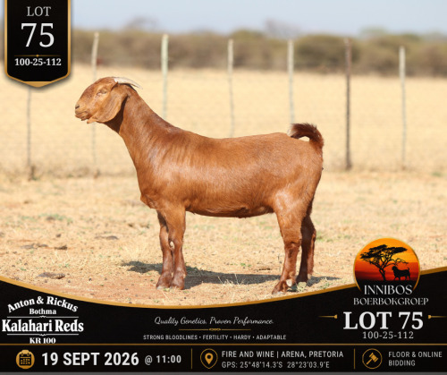1 X KALAHARI RED DOE Anton & Rickus Bothma