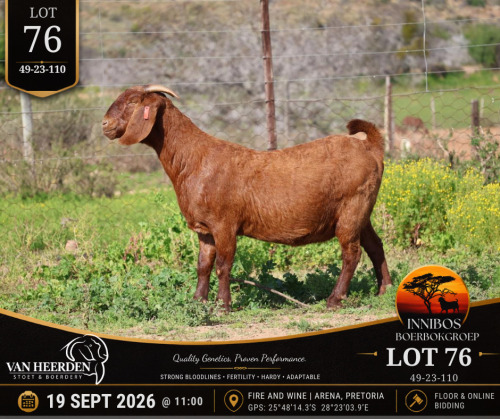 1 X BOER GOAT DOE VAN HEERDEN
