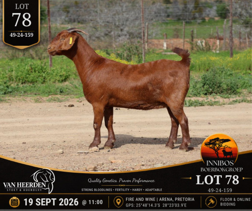 1 X BOER GOAT DOE VAN HEERDEN