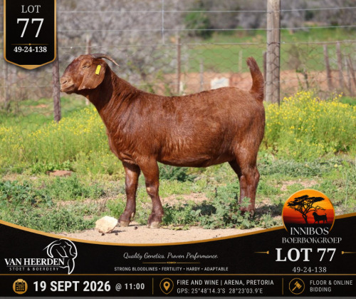 1 X BOER GOAT DOE VAN HEERDEN