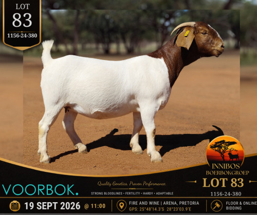 1 X BOER GOAT DOE Voorbok