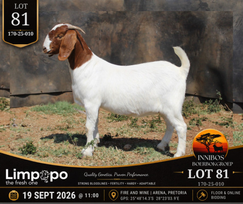 1 X BOER GOAT DOE LIMPOPO