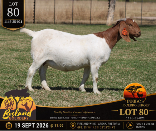 1 X BOER GOAT DOE Bosland Boerdery