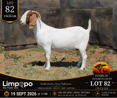 1 X BOER GOAT DOE LIMPOPO