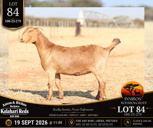 1 X KALAHARI RED DOE Anton & Rickus Bothma