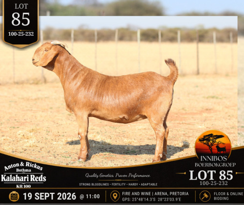 1 X KALAHARI RED DOE Anton & Rickus Bothma