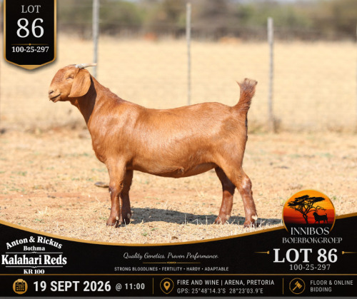 1 X KALAHARI RED DOE Anton & Rickus Bothma