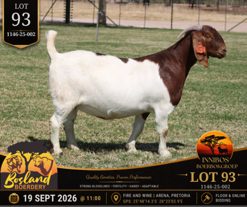 1 X BOER GOAT DOE Bosland Boerdery