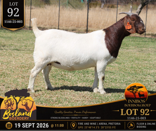 1 X BOER GOAT DOE Bosland Boerdery