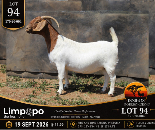 1 X BOER GOAT DOE LIMPOPO