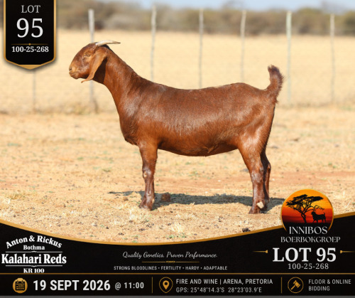 1 X KALAHARI RED DOE Anton & Rickus Bothma