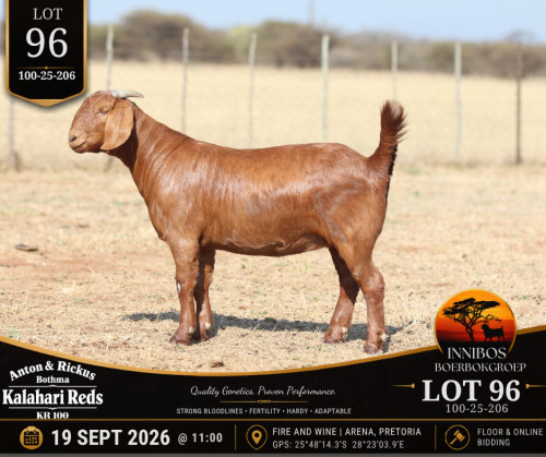 1 X KALAHARI RED DOE Anton & Rickus Bothma