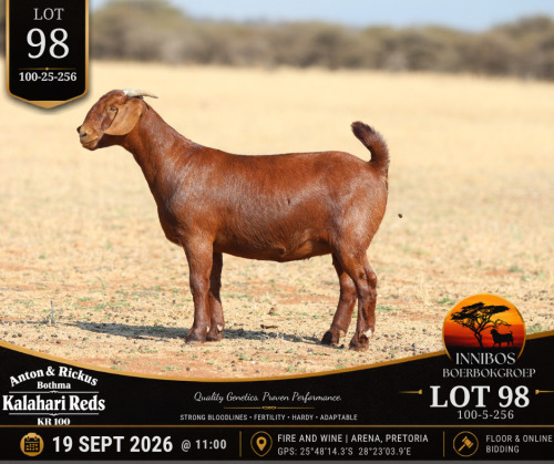 1 X KALAHARI RED DOE Anton & Rickus Bothma