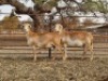 2 X OOI/EWE MEATMAST (PER PIECE TO TAKE THE LOT)ER NEW HEAVEN - 2