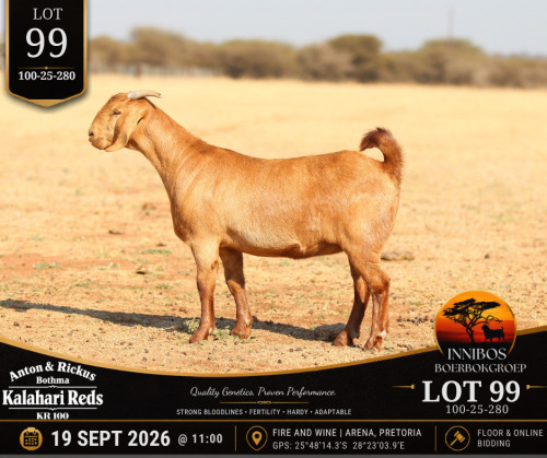 1 X KALAHARI RED DOE Anton & Rickus Bothma