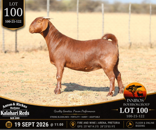 1 X KALAHARI RED DOE Anton & Rickus Bothma
