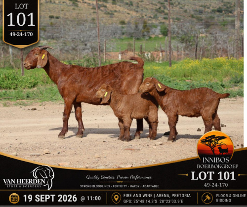 1 X BOER GOAT DOE VAN HEERDEN