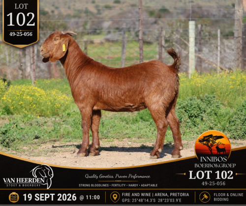 1 X BOER GOAT DOE VAN HEERDEN