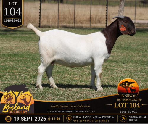1 X BOER GOAT DOE Bosland Boerdery