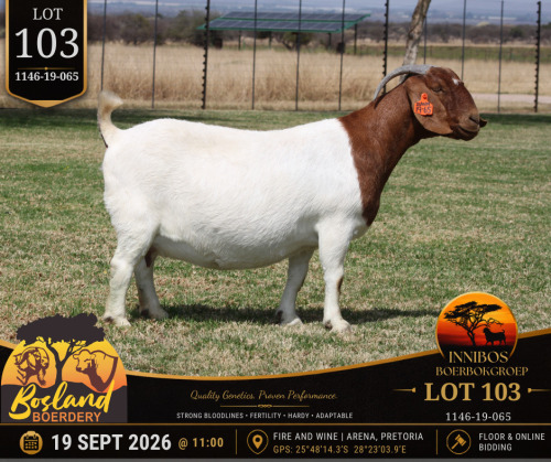 1 X BOER GOAT DOE Bosland Boerdery
