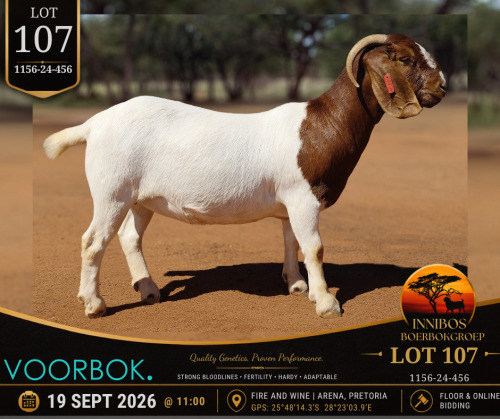 1 X BOER GOAT DOE Voorbok