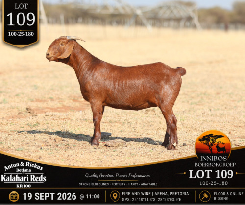 1 X KALAHARI RED DOE Anton & Rickus Bothma
