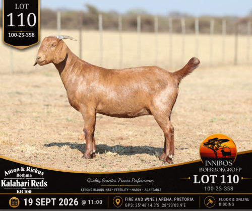 1 X KALAHARI RED DOE Anton & Rickus Bothma