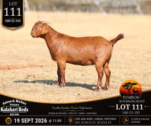 1 X KALAHARI RED DOE Anton & Rickus Bothma