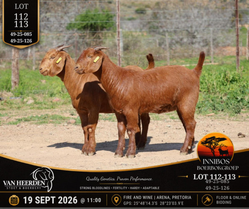 1 X BOER GOAT DOE VAN HEERDEN